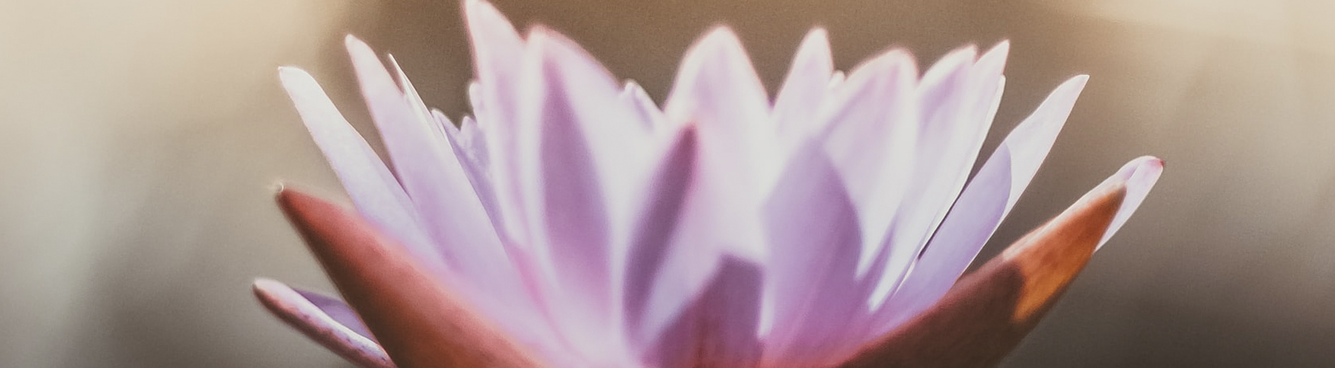 saffu-pYaKs30p9zg-unsplash header_rosarote blüte