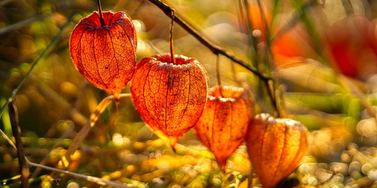 flowers-6189204_1280