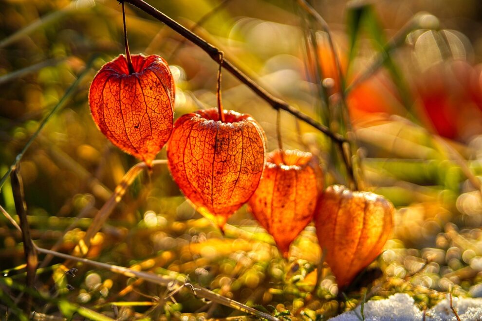 flowers-6189204_1280